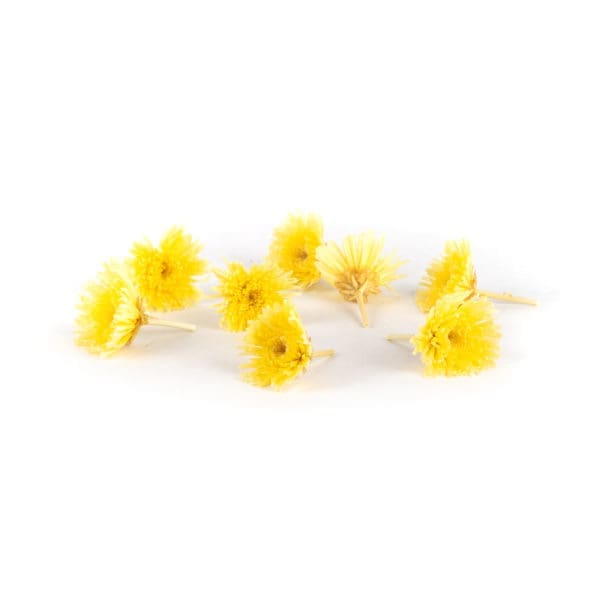 Sharp Chrysanthemum Yellow