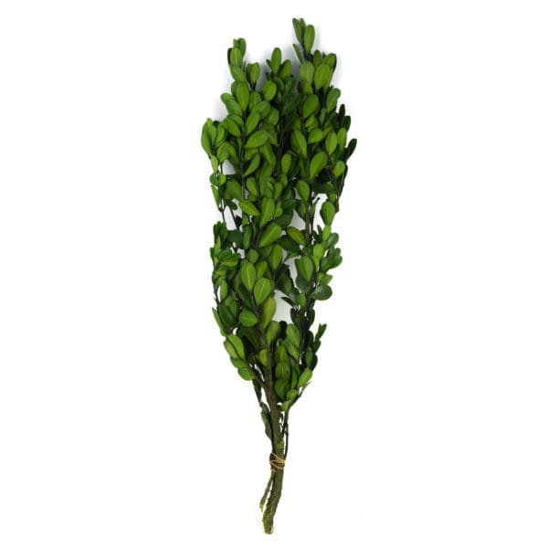 Buxus Green Small OH