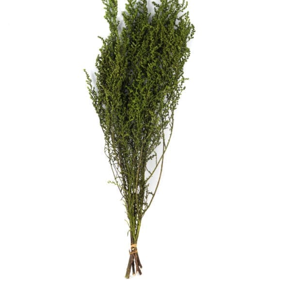 Stoebe Green Small OH