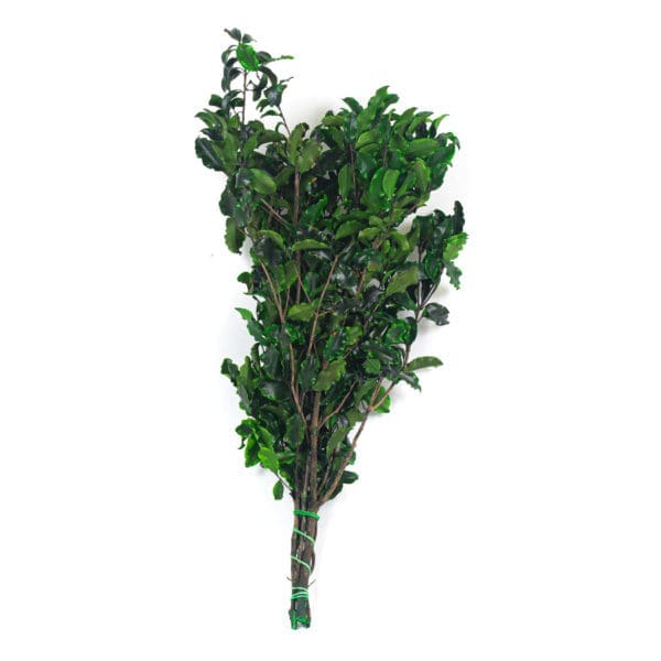 Pittosporum Green RU