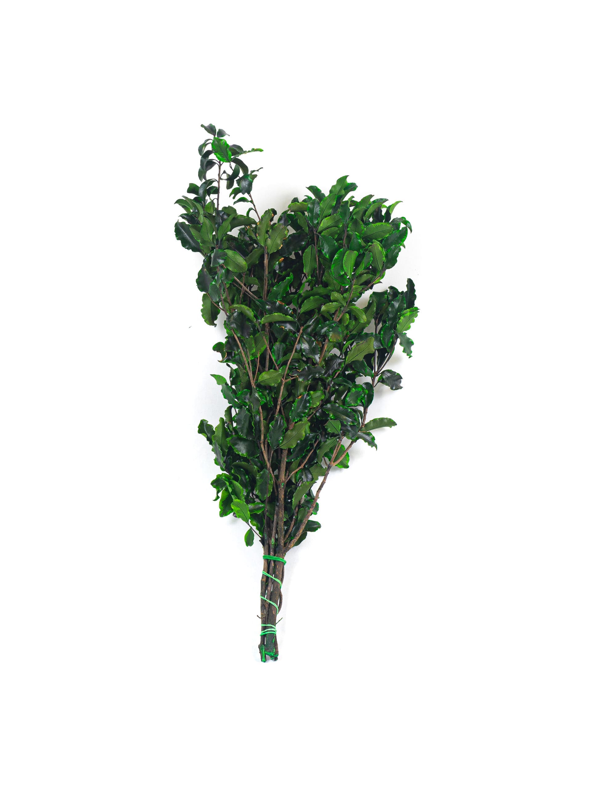 Pittosporum Green Bunch