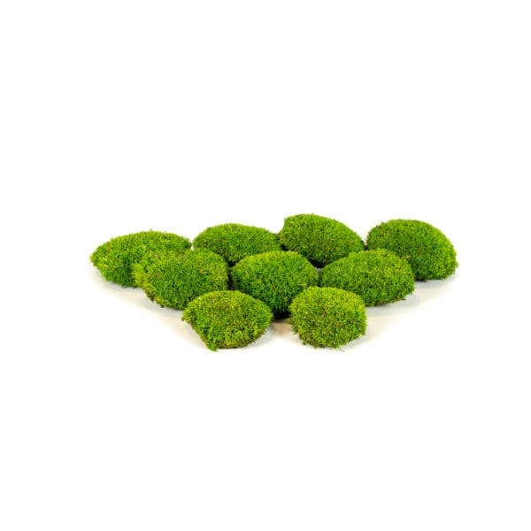 Pole Moss Mini Apple CA (1.5 lbs WB)