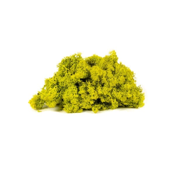 Reindeer Spring Green CA (3 lbs WB)