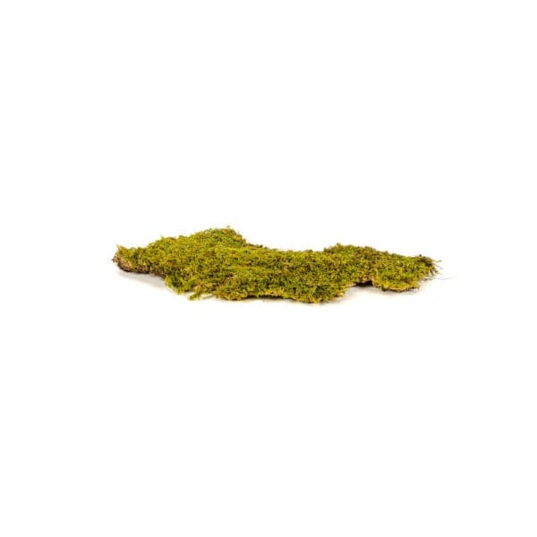 Rock Moss CA (1 lb WB)