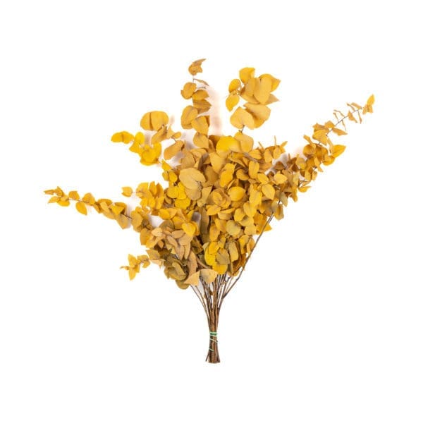 Eucalyptus Stewartiana Yellow RU