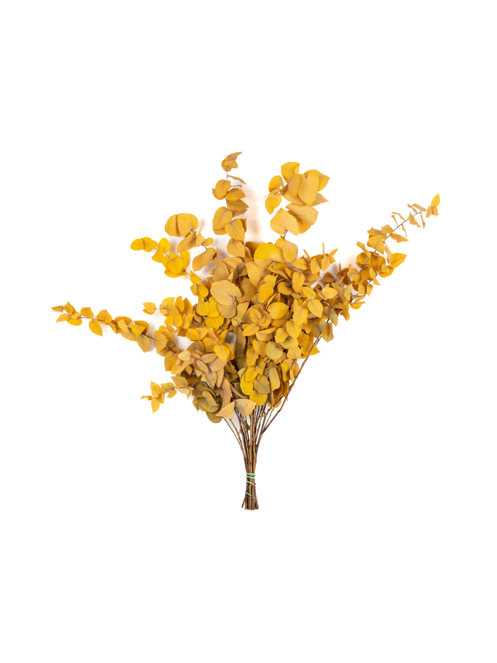 Stewartiana Yellow RU - Bunch