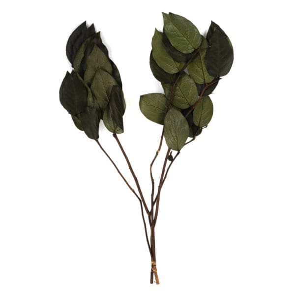 Salal Green OH