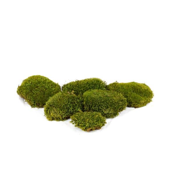 Mood Moss Light CA (8 lbs MB)