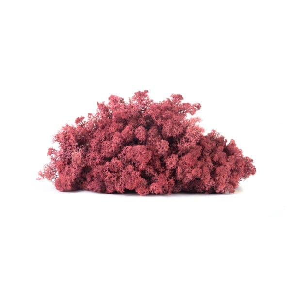 Reindeer Burgundy NO (12 lbs MB)
