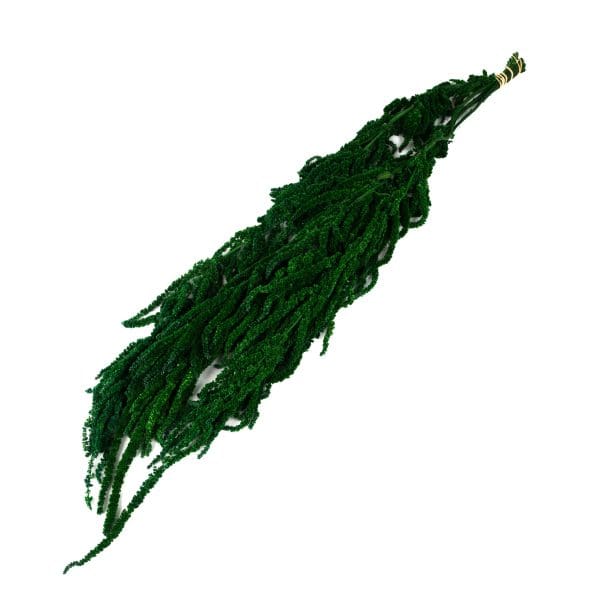 Amaranthus Dark Green VM