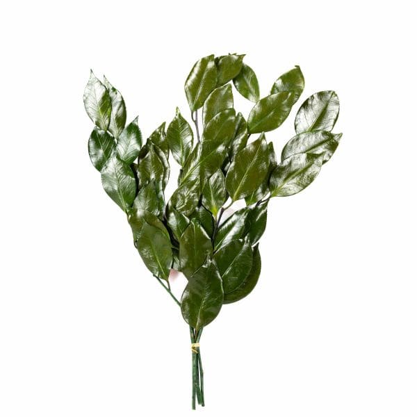 Camelia Green OH