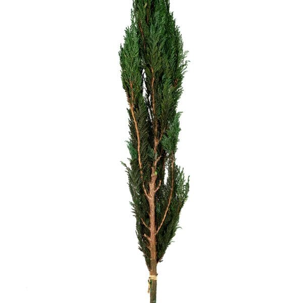 Hiba Cypress Green OH