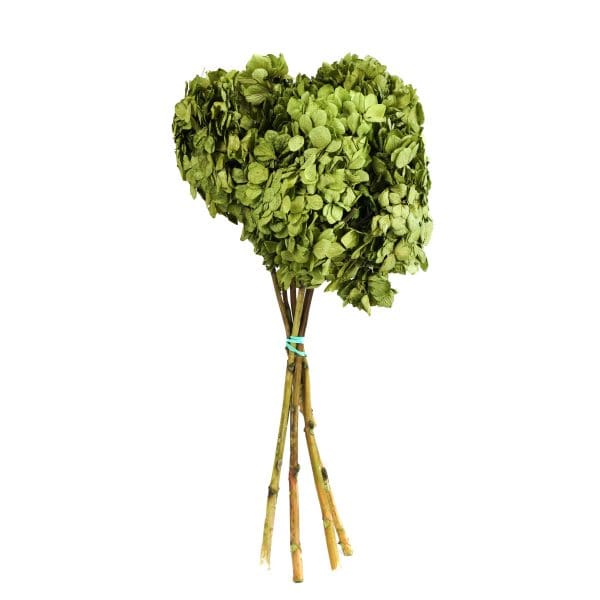 Hortensia Dark Green NI