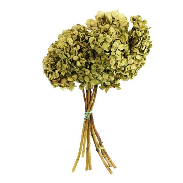Hortensia Light Green NI