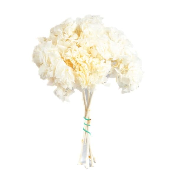 Hortensia White NI
