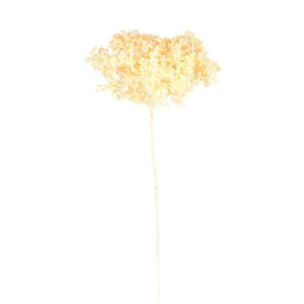 Hydrangea Head Ivory NI