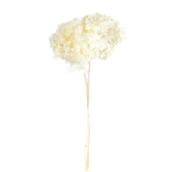 Hydrangea Head White NI