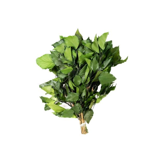 Ivy Without Fruits Green VM