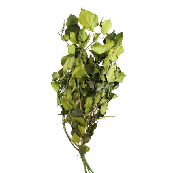 Ivy Without Fruits Green NI