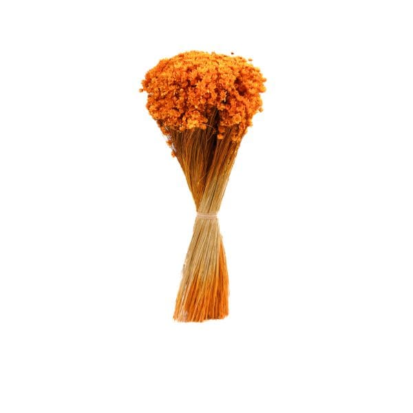 Marcela Orange NI