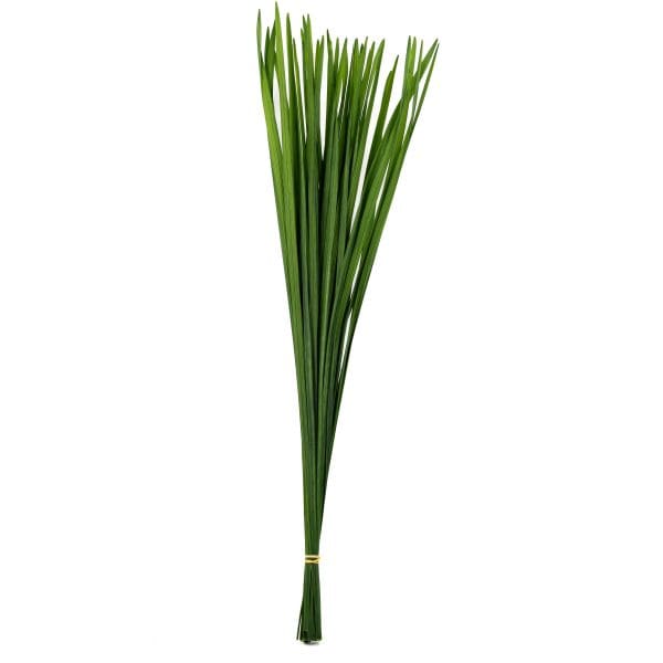 Miscanthus Green OH
