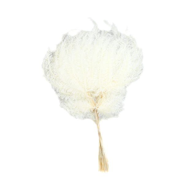 Fern Mountain Large White OH