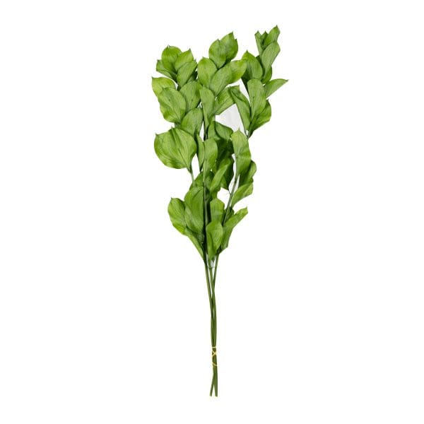 Ruscus Hypophyllum Dark Green Small OH
