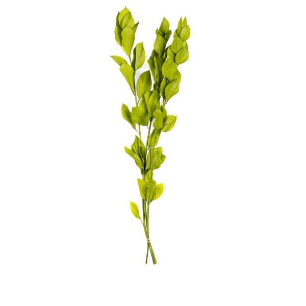 Ruscus Hypophyllum Light Green Small OH