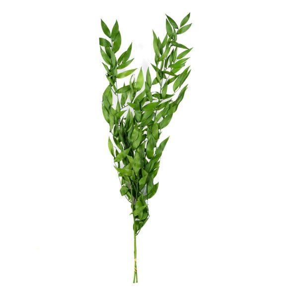 Ruscus Italian Dark Green Small OH