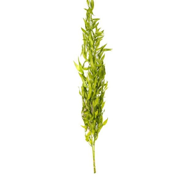 Ruscus Italian Light Green Small OH