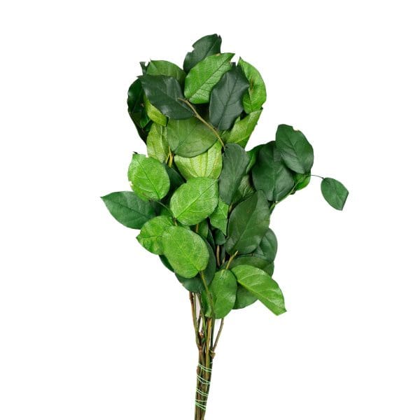 Salal Green VM