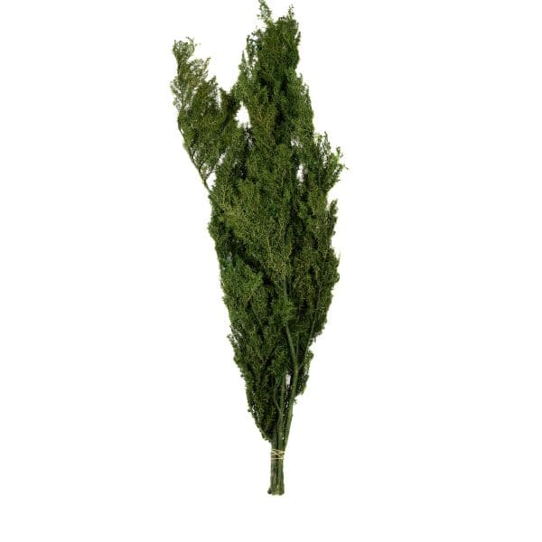 Sawara Cypress Green OH