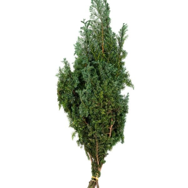 Sawara Cypress Green Blue OH
