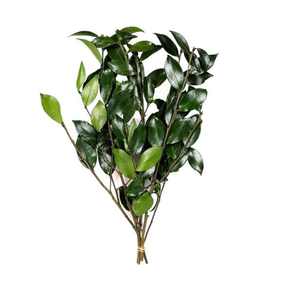 Sasanqua Green OH