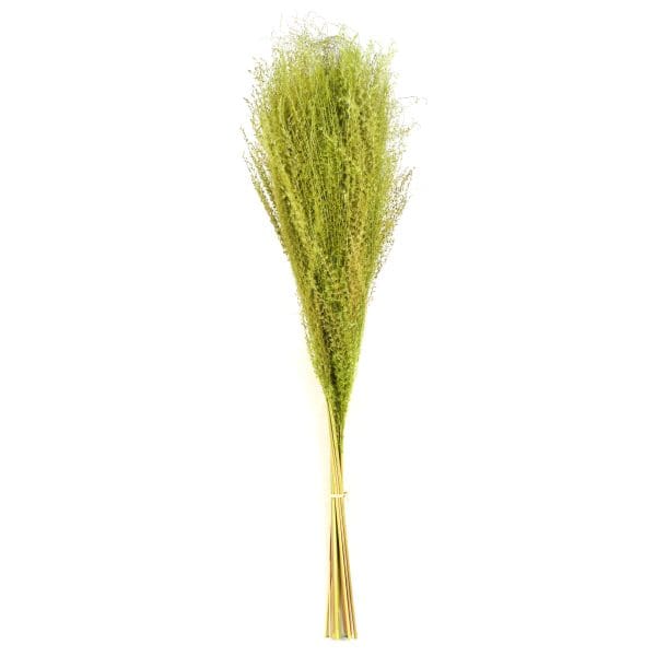 Silvergrass Light Green NI