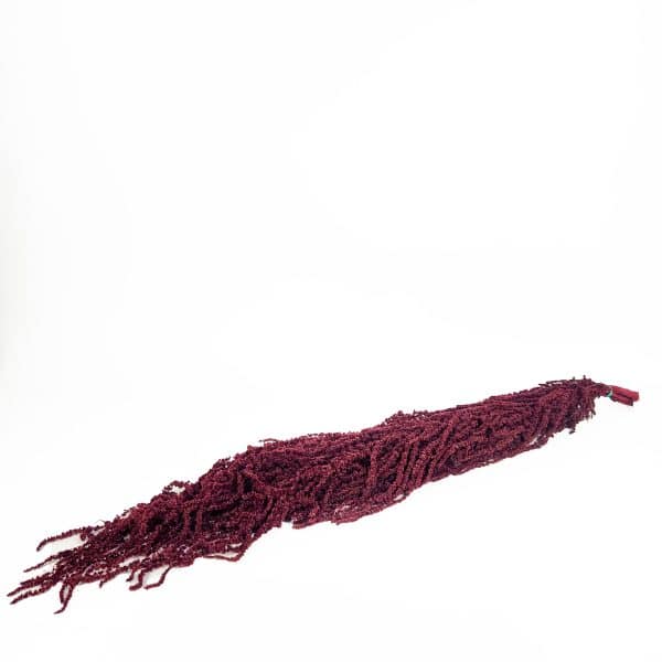 Amaranthus Dark Red NI