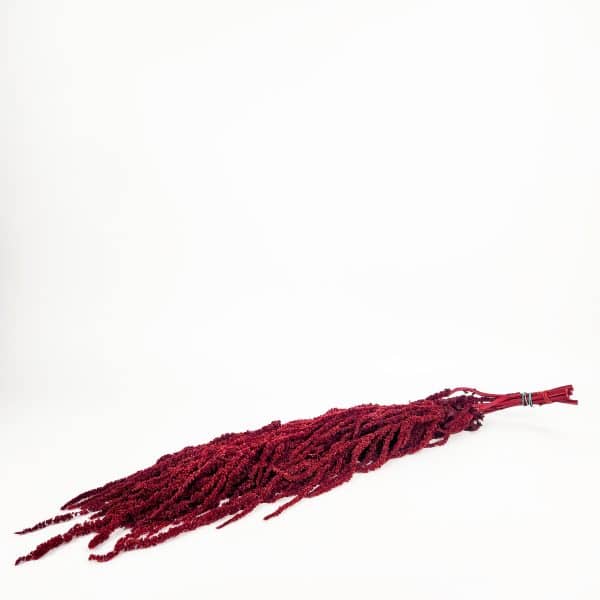 Amaranthus Red NI