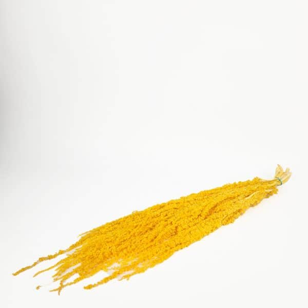 Amaranthus Yellow NI