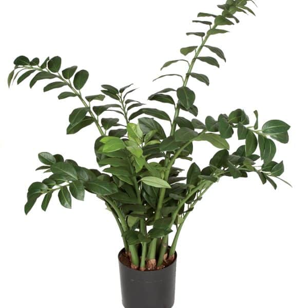43'' FR Zamia Pot Green AU