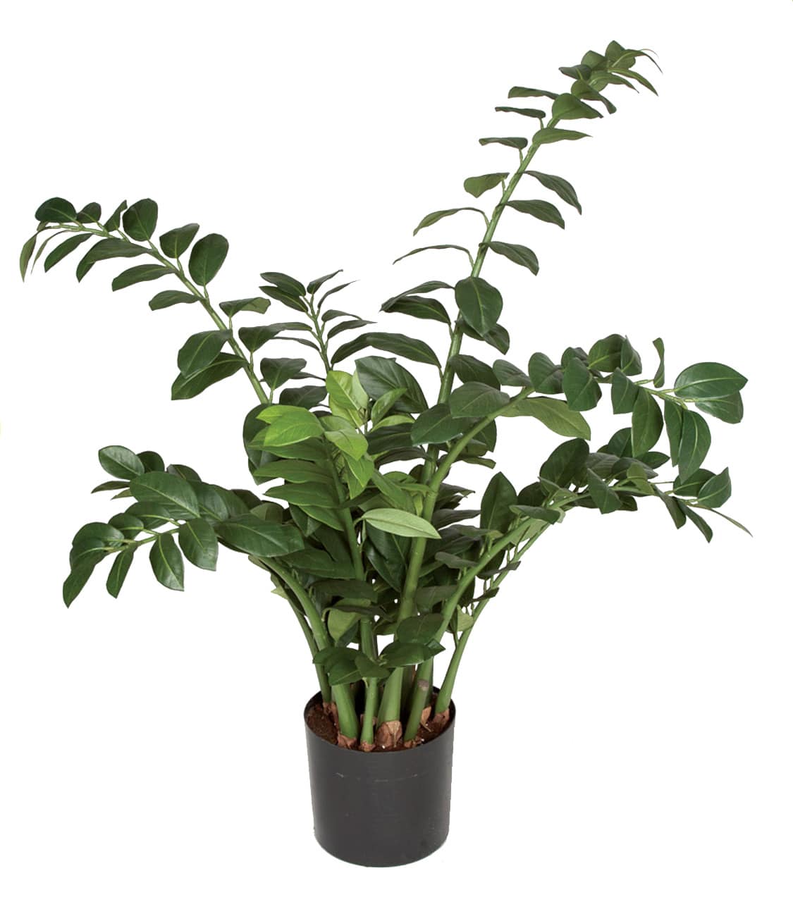 P-10171020Zamia20Plant.jpg