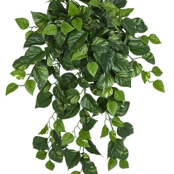 36'' FR Pothos Bush Green AU