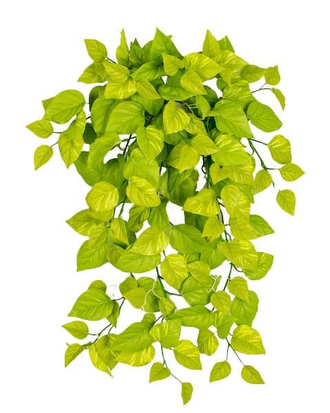 36'' FR Pothos Bush Light Green AU