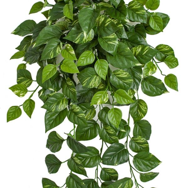 41'' FR Pothos Bush Green AU