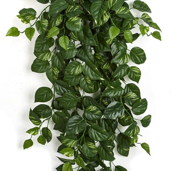 50'' FR Pothos Bush Green AU