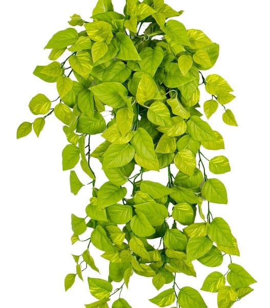 50'' FR Pothos Ivy Bush Light Green AU