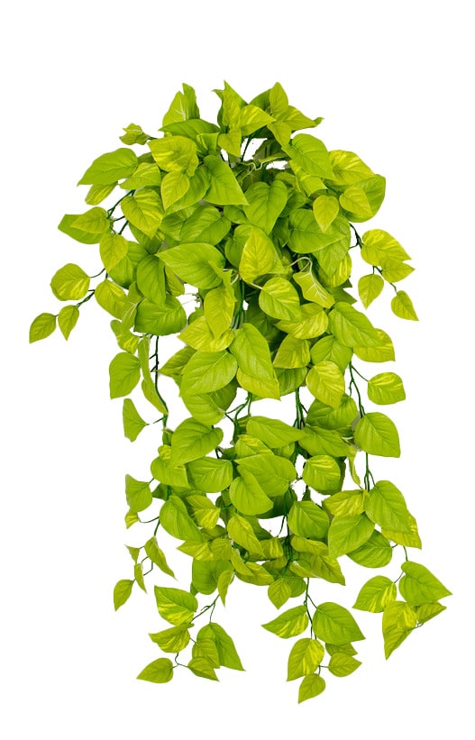 PR-19003220Pothos20Ivy20Bush.jpg