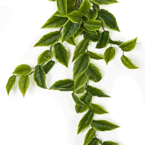 38'' Pothos Bush Tutone AU
