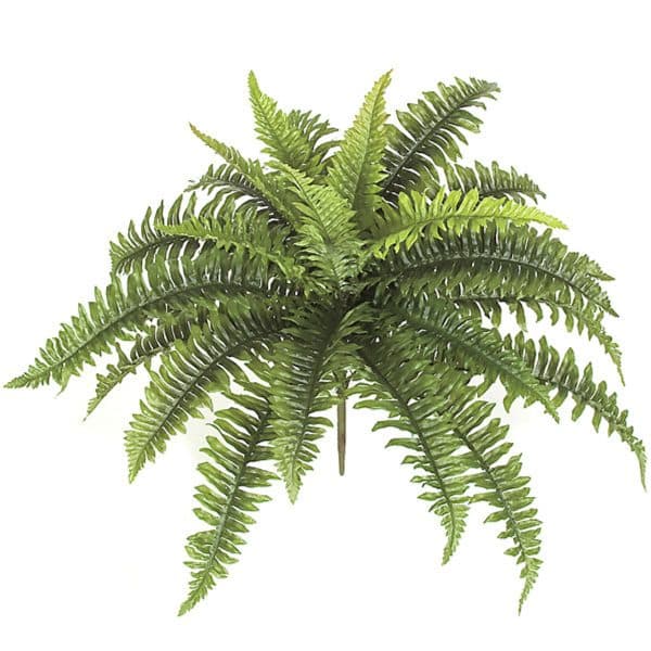 18''x27'' Boston Fern Bush Green AU