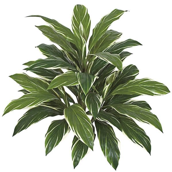 32'' Cordyline Green/White AU