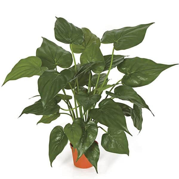 24'' Alocasia Pot Green AU